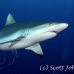 shark_reef_grey_ver_h_0598_yap2055.jpg
